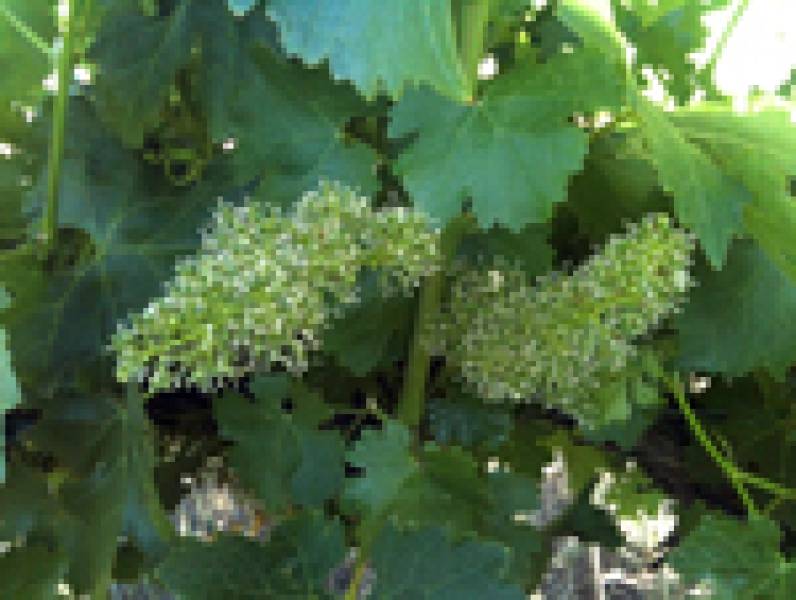 cold climate vines flowering from vine the